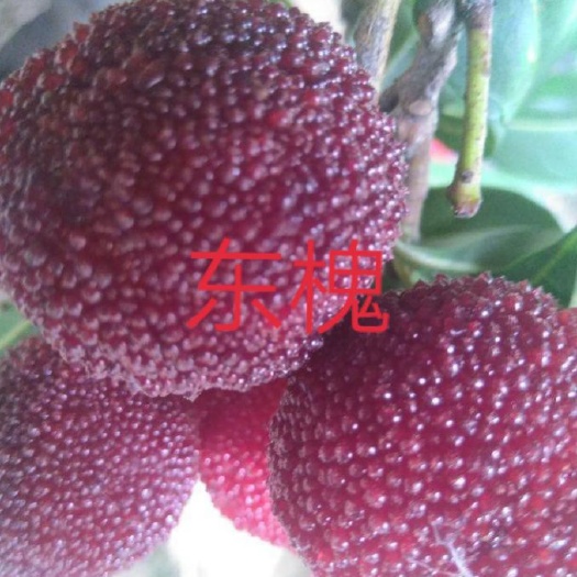 汝城县东魁杨梅树苗 果大又甜，现挖现卖，下单后48小时内发货