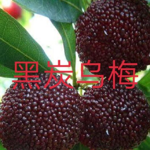 汝城县大黑炭杨梅树苗 乌梅苗，自家的苗木基地现挖现卖保证质量