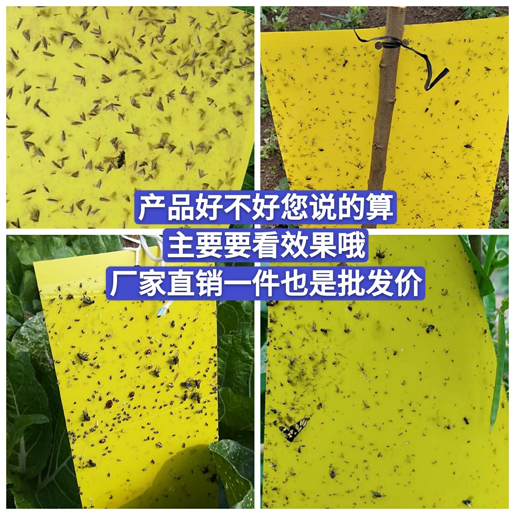 粘虫板双面黄色强力诱虫板大棚果树专用胶源捕捉小飞虫果蝇