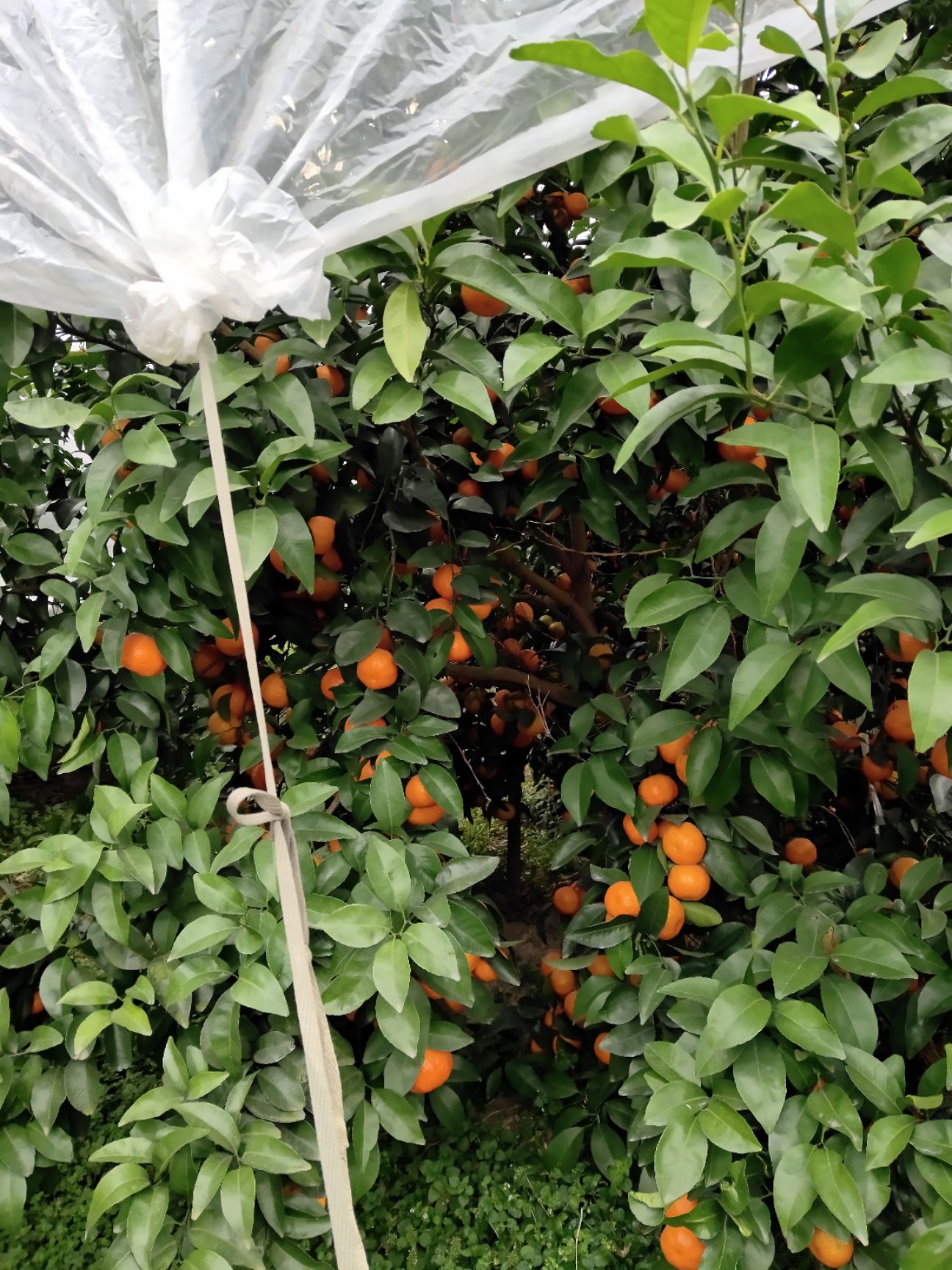 沙糖桔 永福富硒