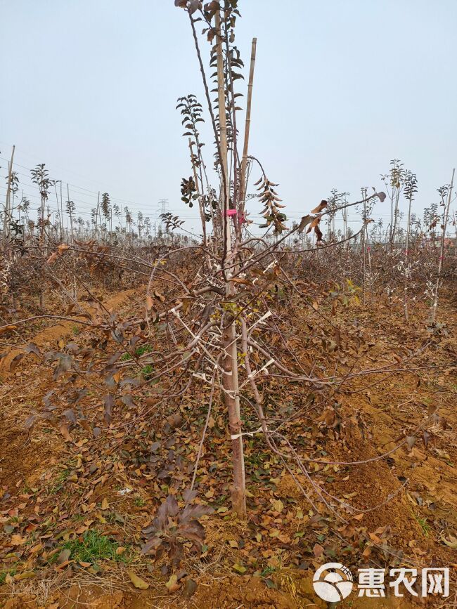 众成一号苹果树苗  众成一号，全红高桩形，上色快富士品种。