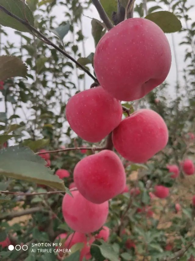 眾成一號蘋果樹苗  眾成一號，全紅高樁形，上色快富士品種。