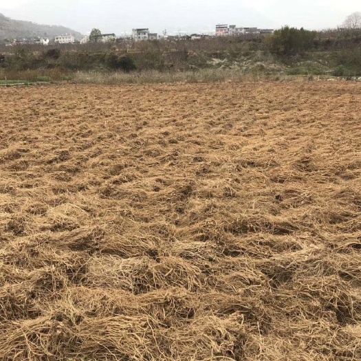  川牛膝、切片
