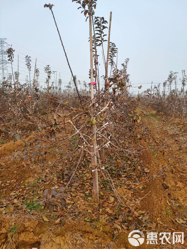 众成一号苹果树苗  众成一号，全红高桩形，上色快富士品种。