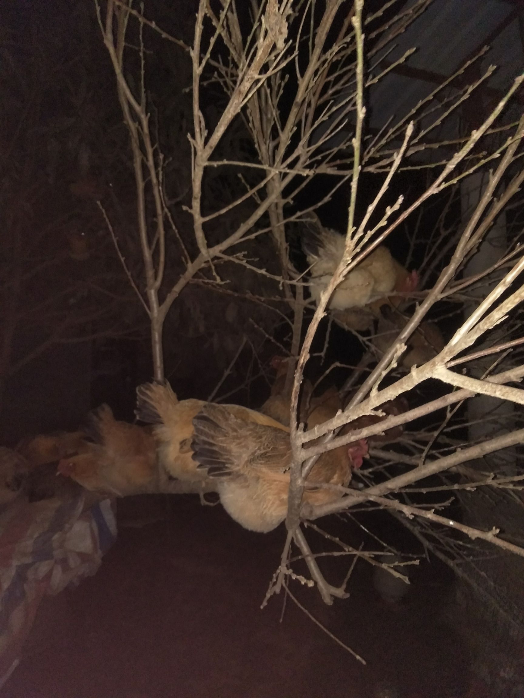  正宗生态散养乡里土鸡美味营养滋补佳品冷鲜包邮