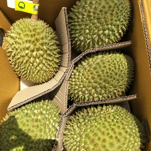 昆明泰国金枕榴莲 品质决定一切