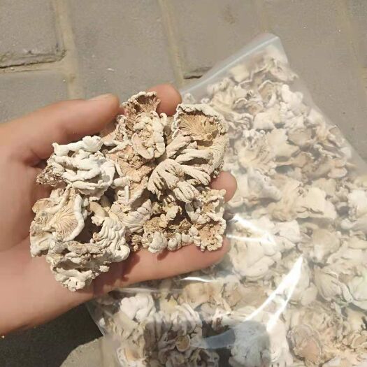 南召县 白参菌干货自产自销   酒店  农家乐药厂  量大从优