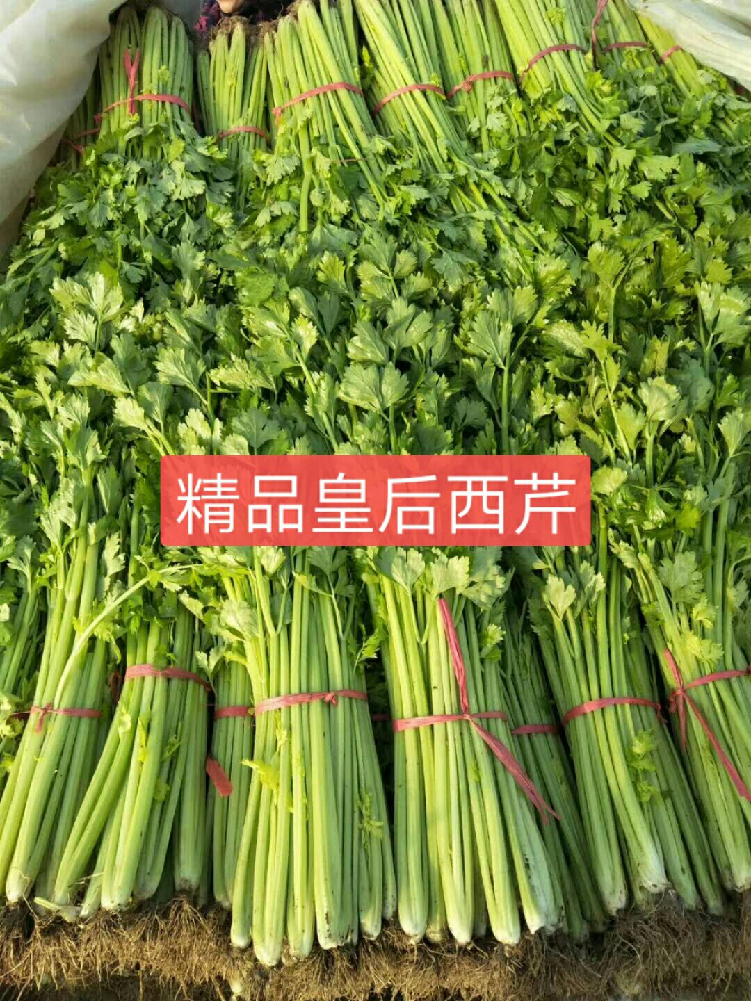  安丘市精品皇后西芹火爆热卖