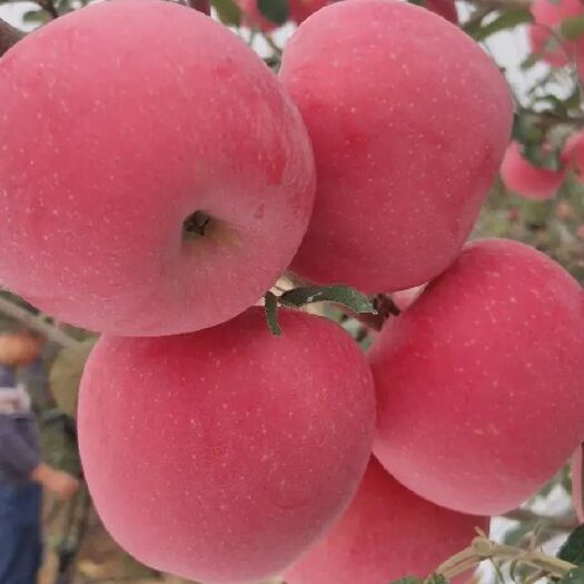 泰安众成一号苹果树苗  众成一号，全红高桩形，上色快富士品种。