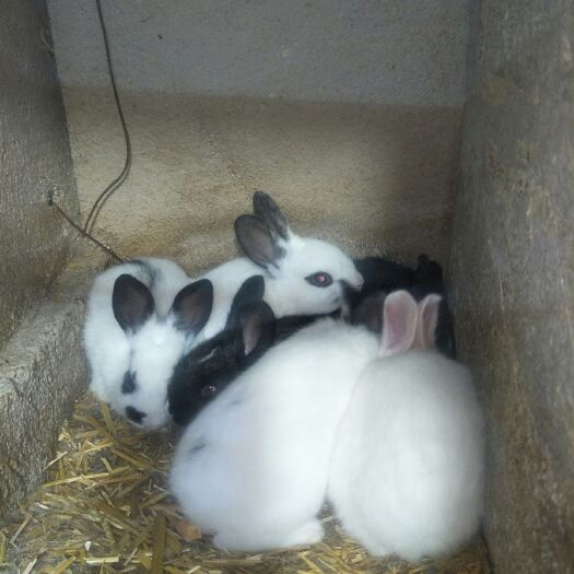 兰陵县肉兔 《丽天兔业》自繁自养让顾客从中没有经销商赚差价一手货源