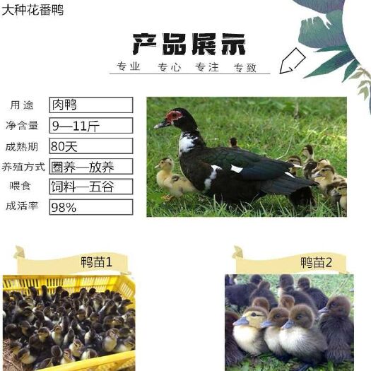 南宁黑番鸭苗  黑番鸭抗病能力强，成品市场售价高！