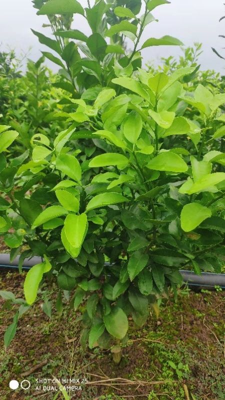 金葵砂糖桔枝条 金秋枝条