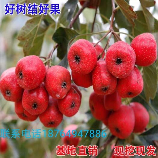 平邑县大金星山楂树苗  大五棱山楂苗嫁接苗南北方都能种植个头大味道酸甜可口现挖现卖