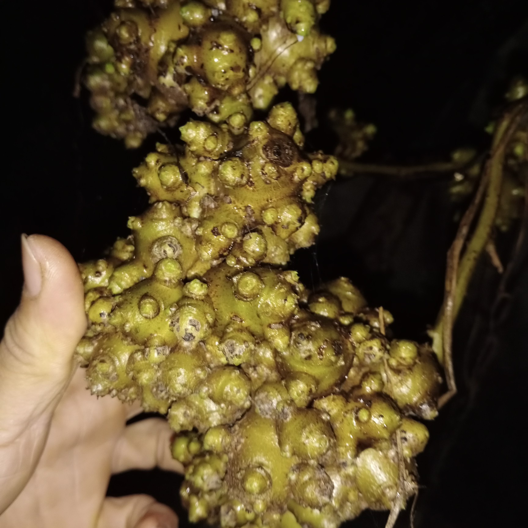 天然生长藤三七 新鲜现摘现卖