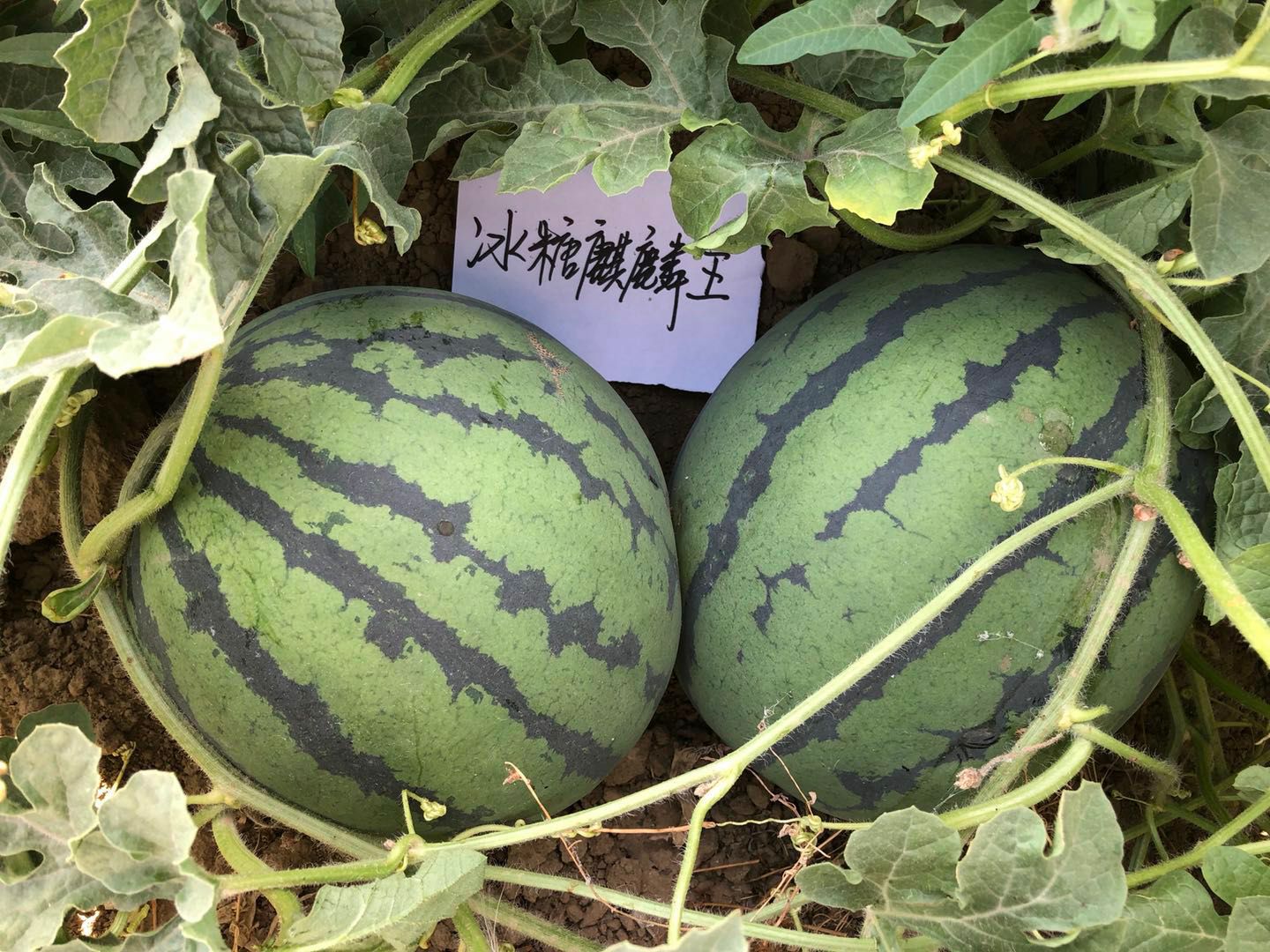冰糖麒麟王西瓜种子 早熟品种 圆形大果 花绿皮覆腊粉美观囊色