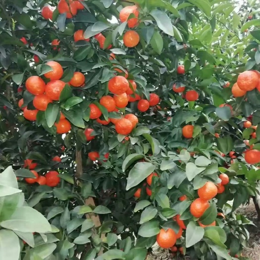 蒙山县沙糖桔 蒙山砂糖桔有需要的联系