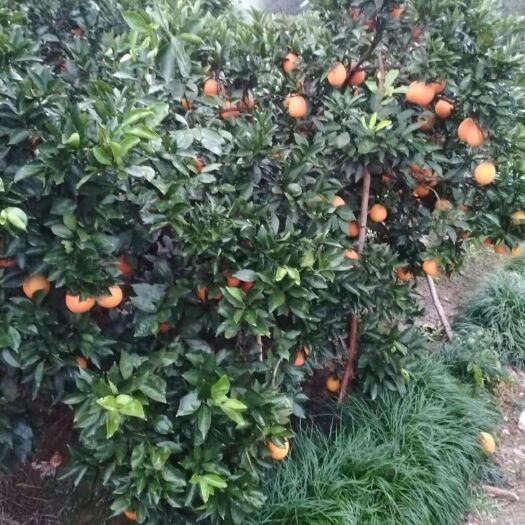枝江市纽荷尔脐橙 湖北枝江自家，还剩约400斤，3元每斤，仅支持自提