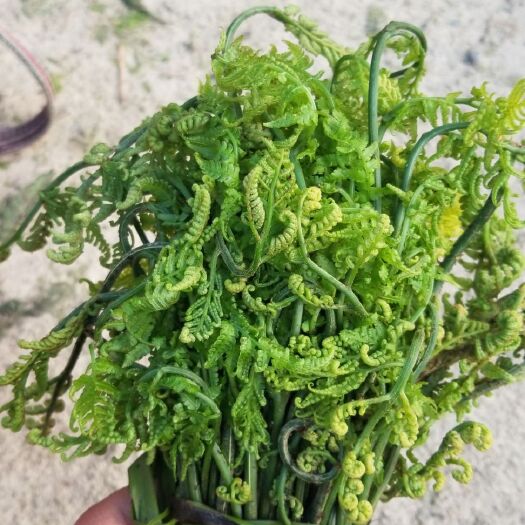 金平县 云南高山鲜蕨菜，冬季货量不多，附近有要的老板请私信