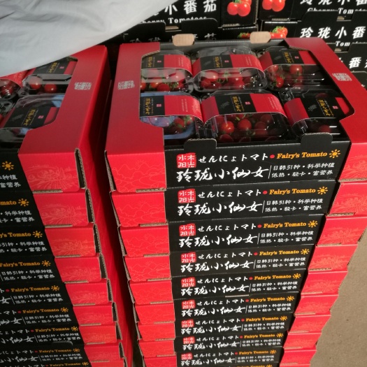 平度市 千玺 小玲珑 釜山88圣女果小番茄