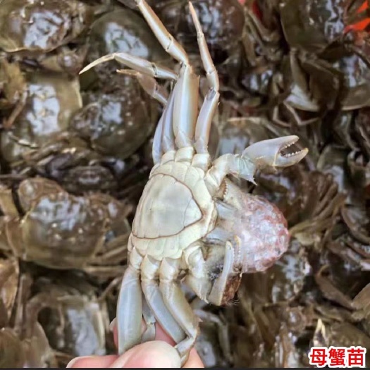淡水精品优质大闸蟹苗，购买大闸蟹苗可提供养殖技术与指导。