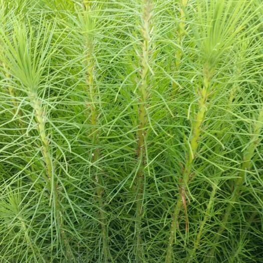 湿地松树苗 马尾松树苗，本地松树苗，良种马尾松树苗
湿地松苗