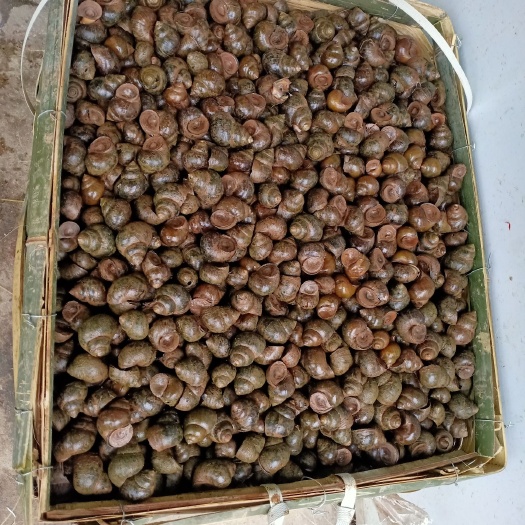 肇庆厚壳中小田螺热卖