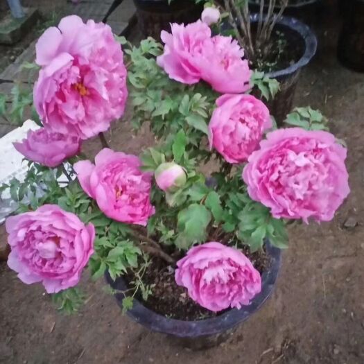 菏泽观赏牡丹 0.5~1米 2~4cm 4cm以下