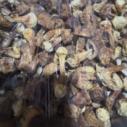 遵义姬松茸 自家种植产出