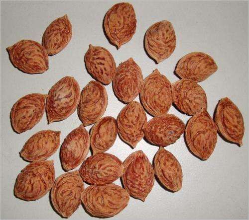 砀山县核桃树种子  毛桃核毛桃树种子