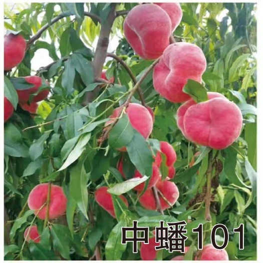 固始县黄金蟠桃树苗  郑州果树所刚刚育成的早熟黄肉毛蟠桃新品种