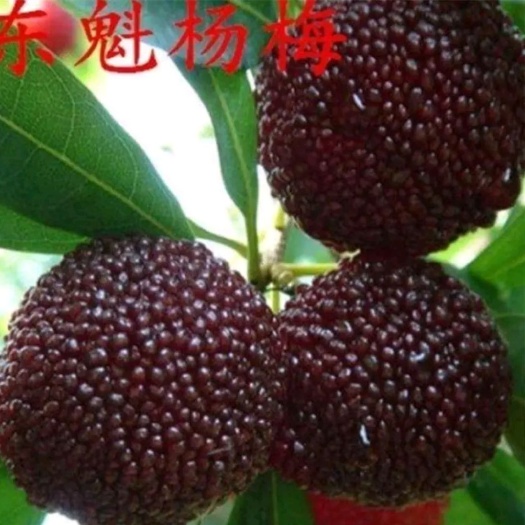 平邑县东魁杨梅树苗 东魁杨梅苗，嫁接正宗东魁杨梅，盆栽地栽南北方种植保品种保成活