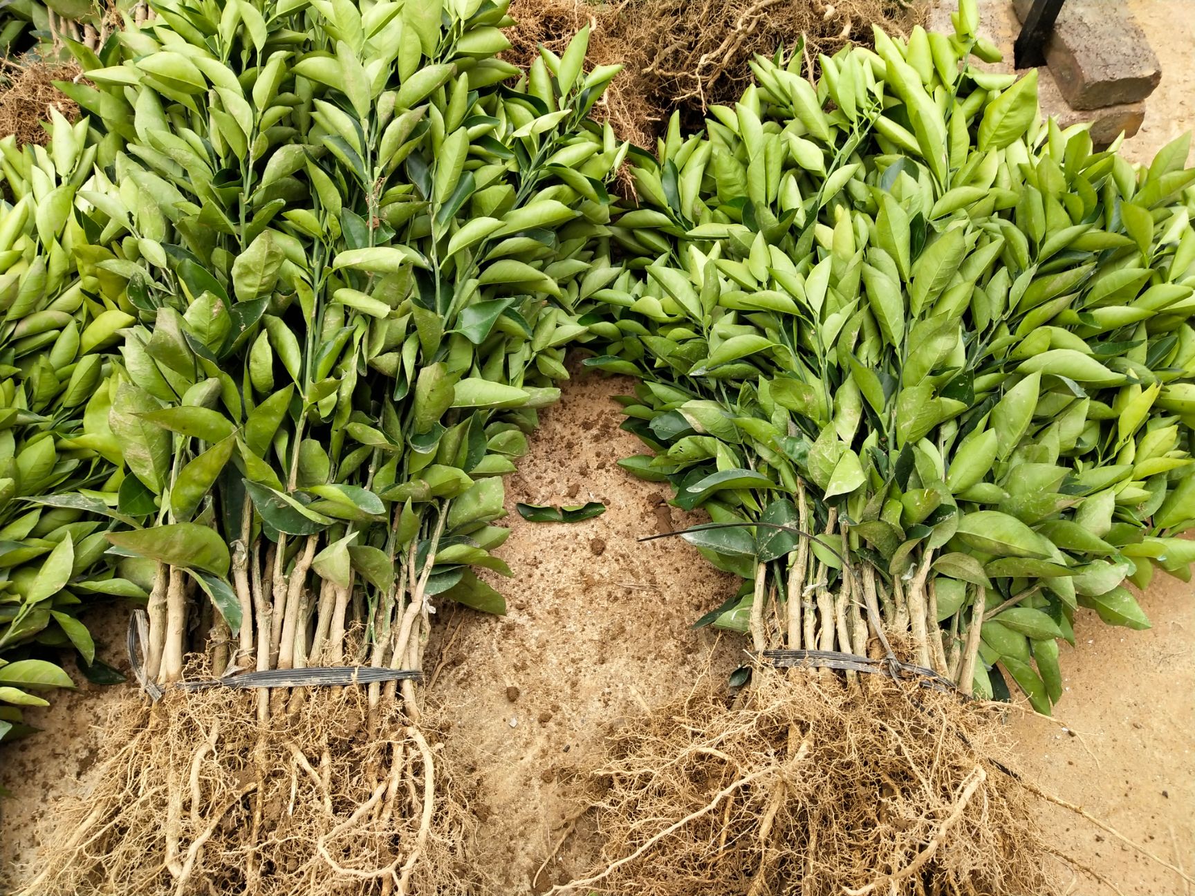 弗罗斯特夏橙苗 桂夏橙苗 品种保证 根系发达 提供种植技术