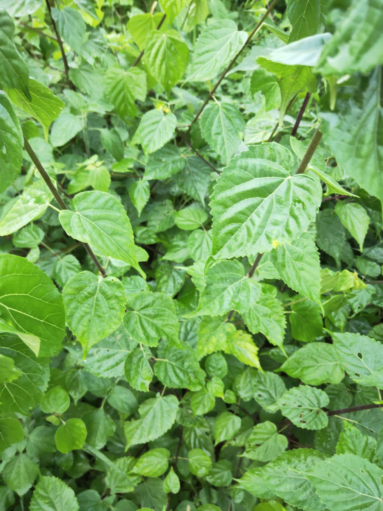 [美味猕猴桃苗批发]美味苗 天然美味一豆腐树价格100元/株 - 惠农网