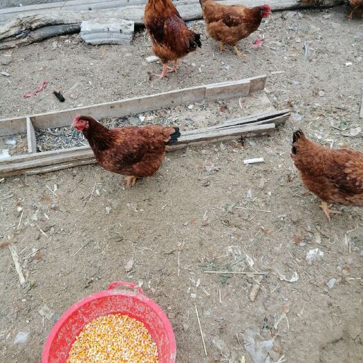银川鸡肉类 农家院散养土鸡