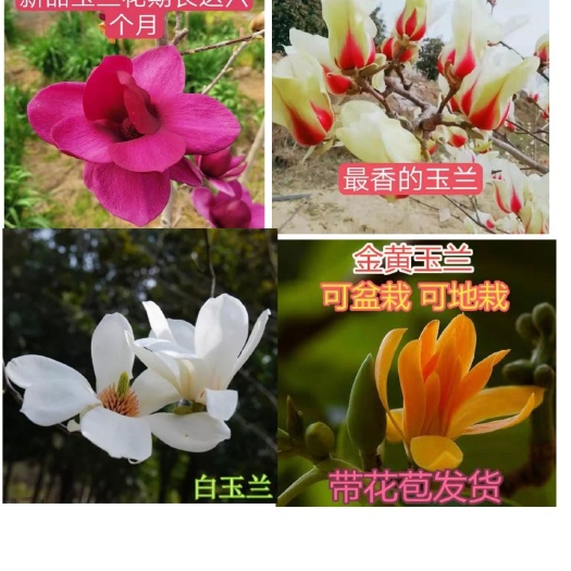 平邑县 基地供应各种玉兰花树苗，红，黄，粉，白，金黄，各种颜色