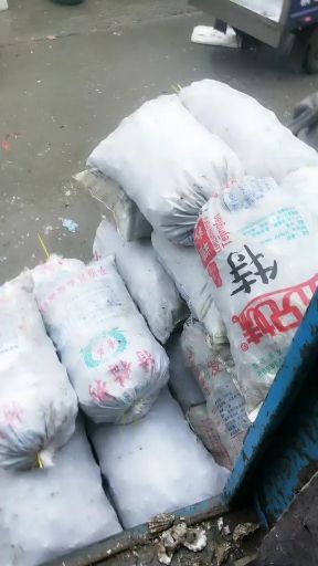 黄海日照牡蛎 海蛎子