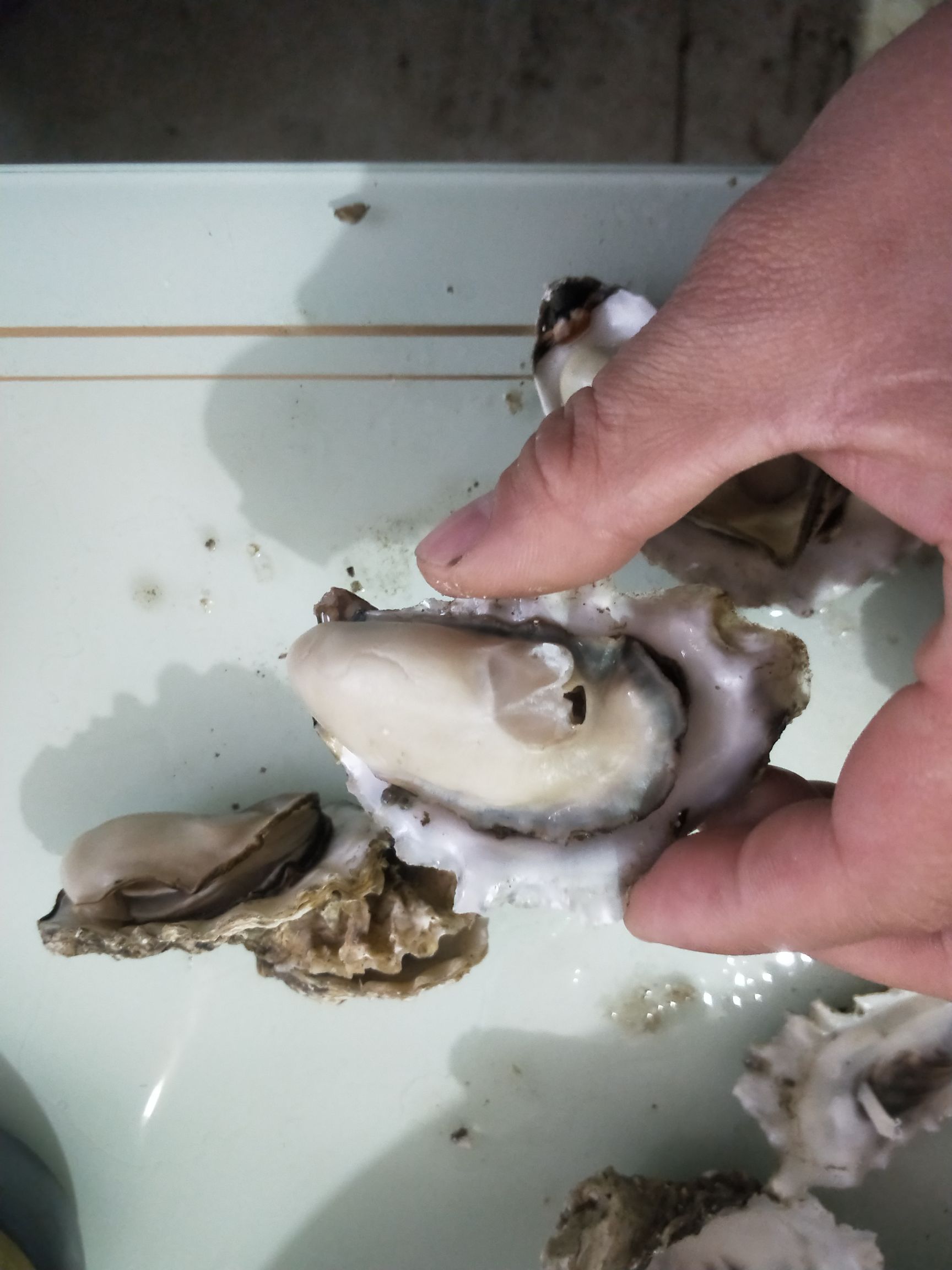 黄海日照牡蛎 海蛎子