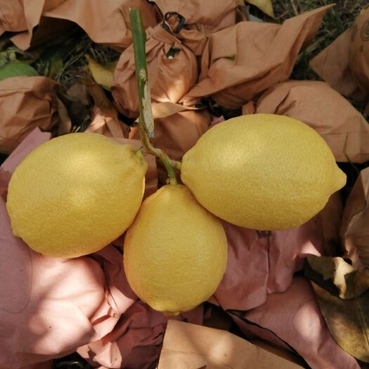 勐腊县寸金柠檬 2.7 - 3.2两