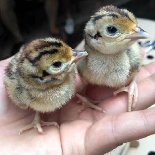 南宁 青脚麻鸡苗