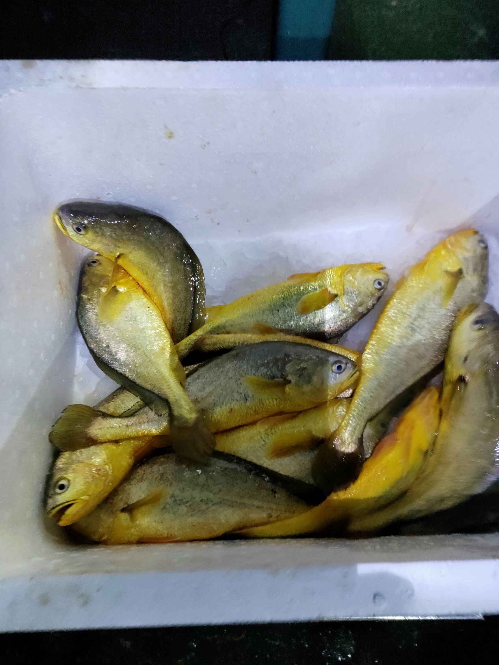  大黄鱼鲞