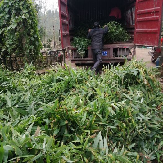 营山县黄精种苗 滇黄精  姜形多花甜黄精基地，黄精，姜块批发