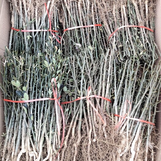 泰安枸橘苗 基地直销，现挖现卖