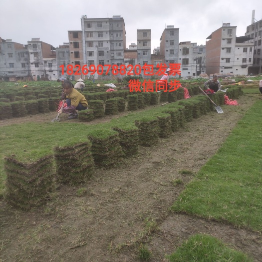 宾阳县马尼拉草皮  (草皮批发基地)包发票