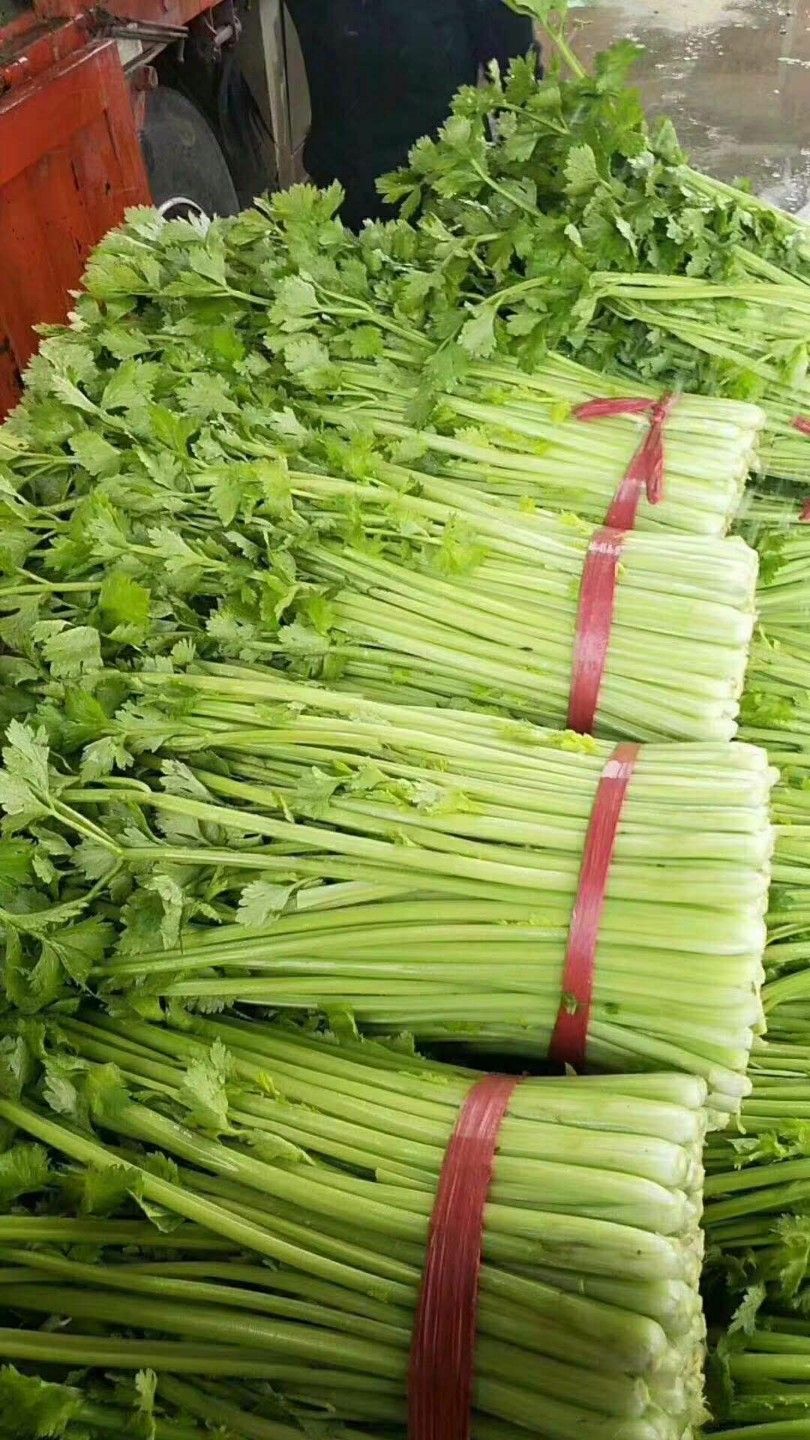 水芹  芹菜基地直供