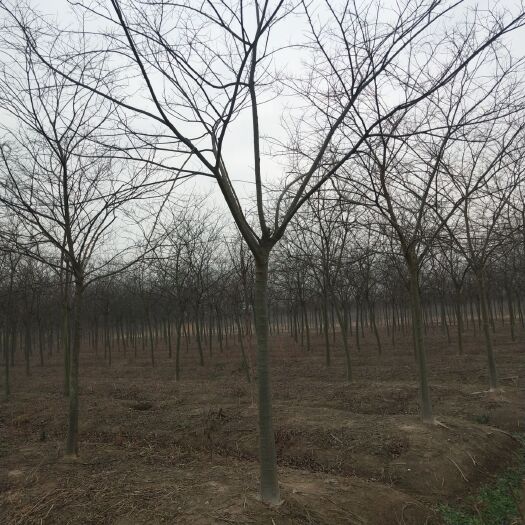 金湖县 大量供应精品朴树8－10公分。