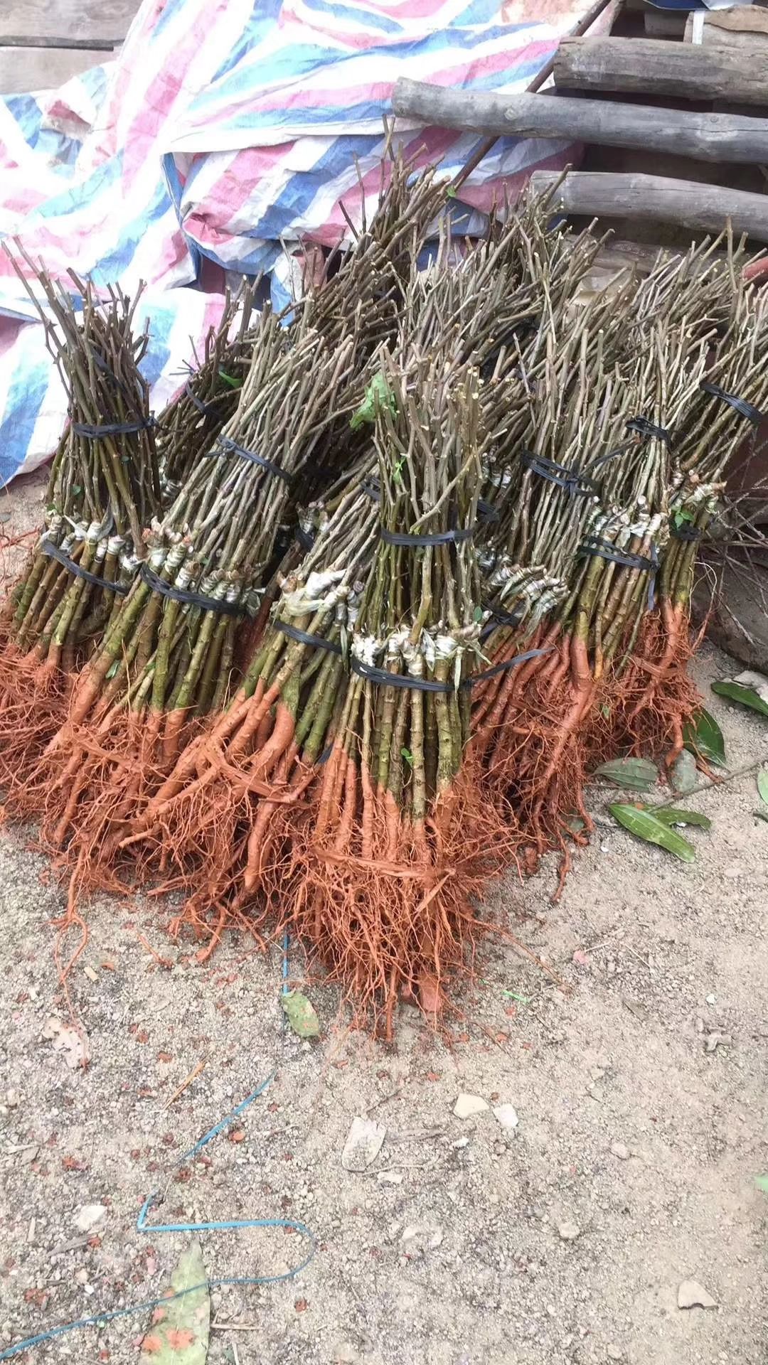 青枣苗  嫁接树苗