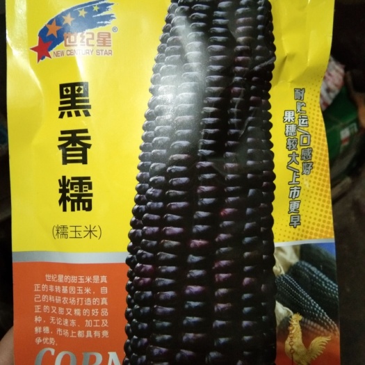 夏邑县 黑香糯(糯玉米种子) 穗大无渣 高产 不突尖