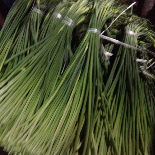 莒县红帽蒜薹 冷库蒜薹大量出库价格低质量好