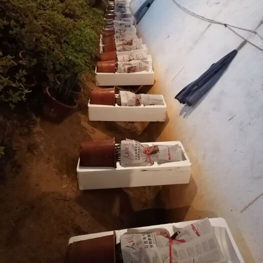 洛阳 春节开花的洛阳牡丹