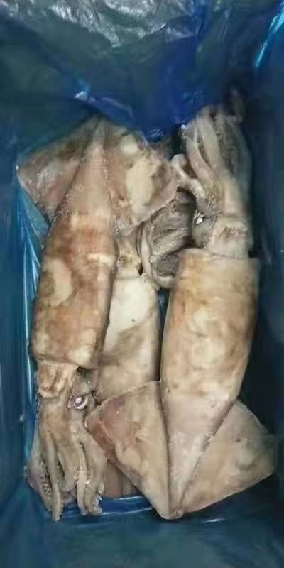 荣成市冷冻鱿鱼 单冻整只鱿鱼（秘鲁）